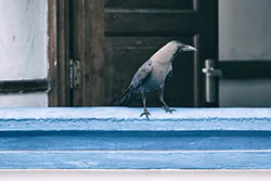 House Crow (Corvus splendens)