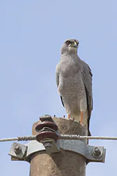 Jastrzębiak popielaty (Melierax poliopterus)