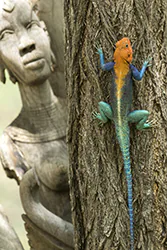 Common Agama (Agama agama)