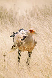 Secretary bird (Sagittarius serpentarius)