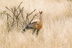 Secretary bird (Sagittarius serpentarius)