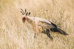Secretary bird (Sagittarius serpentarius)