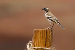 White-browed Sparrow-weaver (Plocepasser mahali)