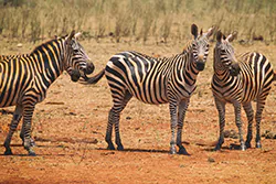 Zebra stepowa (Equus quagga)