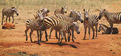 Zebra stepowa (Equus quagga)