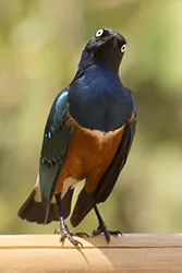 Superb starling (Lamprotornis superbus)