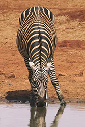 Zebra stepowa (Equus quagga)