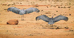 Marabou Stork (Leptoptilos crumeniferus)