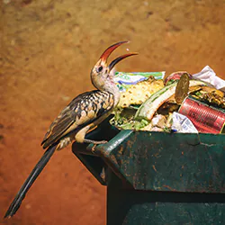 Red-billed Hornbill (Tockus erythrorhynchus)