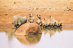 Yellow Baboon (Papio cynocephalus)