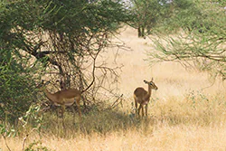 Impala (Aepyceros melampus)