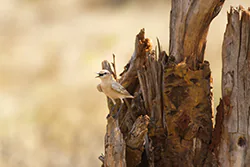 Isabelline Wheatear (Oenanthe isabellina)