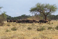 African Buffalo (Syncerus caffer)
