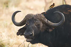 African Buffalo (Syncerus caffer)