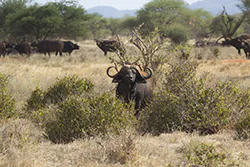 African Buffalo (Syncerus caffer)