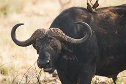 African Buffalo (Syncerus caffer)