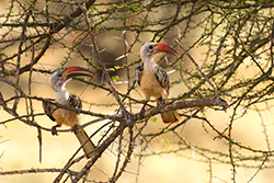 Red-billed Hornbill (Tockus erythrorhynchus)