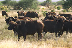 African Buffalo (Syncerus caffer)