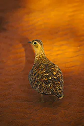 Black-faced Sandgrouse (Pterocles decoratus)