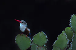 Grey-headed Kingfisher (Halcyon leucocephala)
