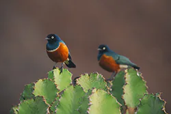 Superb starling (Lamprotornis superbus)