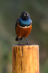 Superb starling (Lamprotornis superbus)