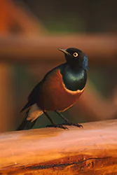 Superb starling (Lamprotornis superbus)
