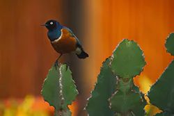 Superb starling (Lamprotornis superbus)