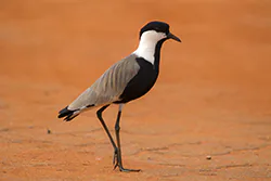Spur-winged Lapwing (Vanellus spinosus)