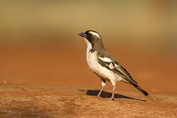 White-browed Sparrow-weaver (Plocepasser mahali)