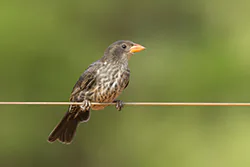 Red-billed Buffalo Weaver (Bubalornis niger)
