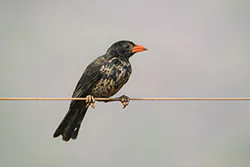 Red-billed Buffalo Weaver (Bubalornis niger)