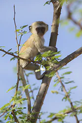 Kotawiec sawannowy (Chlorocebus pygerythrus)