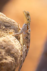 Common Agama (Agama agama)