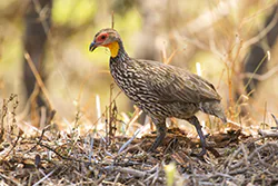 Yellow-necked Francolin (Pternistis leucoscepus)