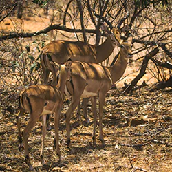 Impala (Aepyceros melampus)