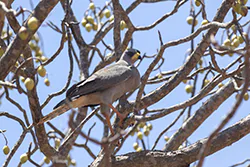 Eastern Pale Chanting Goshawk (Melierax poliopterus)