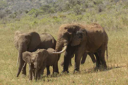 Słoń afrykański (Loxodonta africana)
