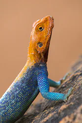 Common Agama (Agama agama)
