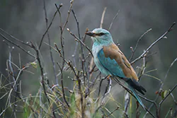 European Roller (Coracias garrulus)