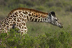 Żyrafa (Giraffa camelopardalis)
