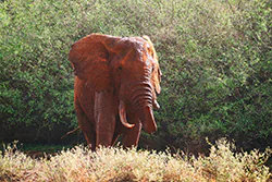 African bush elephant (Loxodonta africana)
