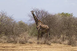 Żyrafa (Giraffa camelopardalis)