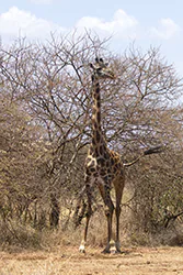 Żyrafa (Giraffa camelopardalis)