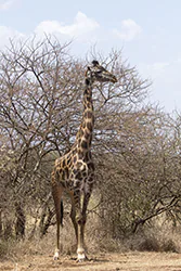 Żyrafa (Giraffa camelopardalis)