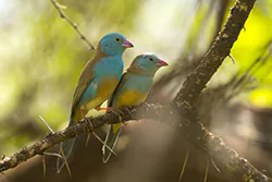 Blue-capped Cordon-bleu (Uraeginthus cyanocephalus)