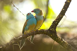 Blue-capped Cordon-bleu (Uraeginthus cyanocephalus)