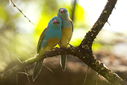 Blue-capped Cordon-bleu (Uraeginthus cyanocephalus)