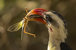 Von der Decken's Hornbill (Tockus deckeni)