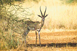 Grant's gazelle (Gazella granti)